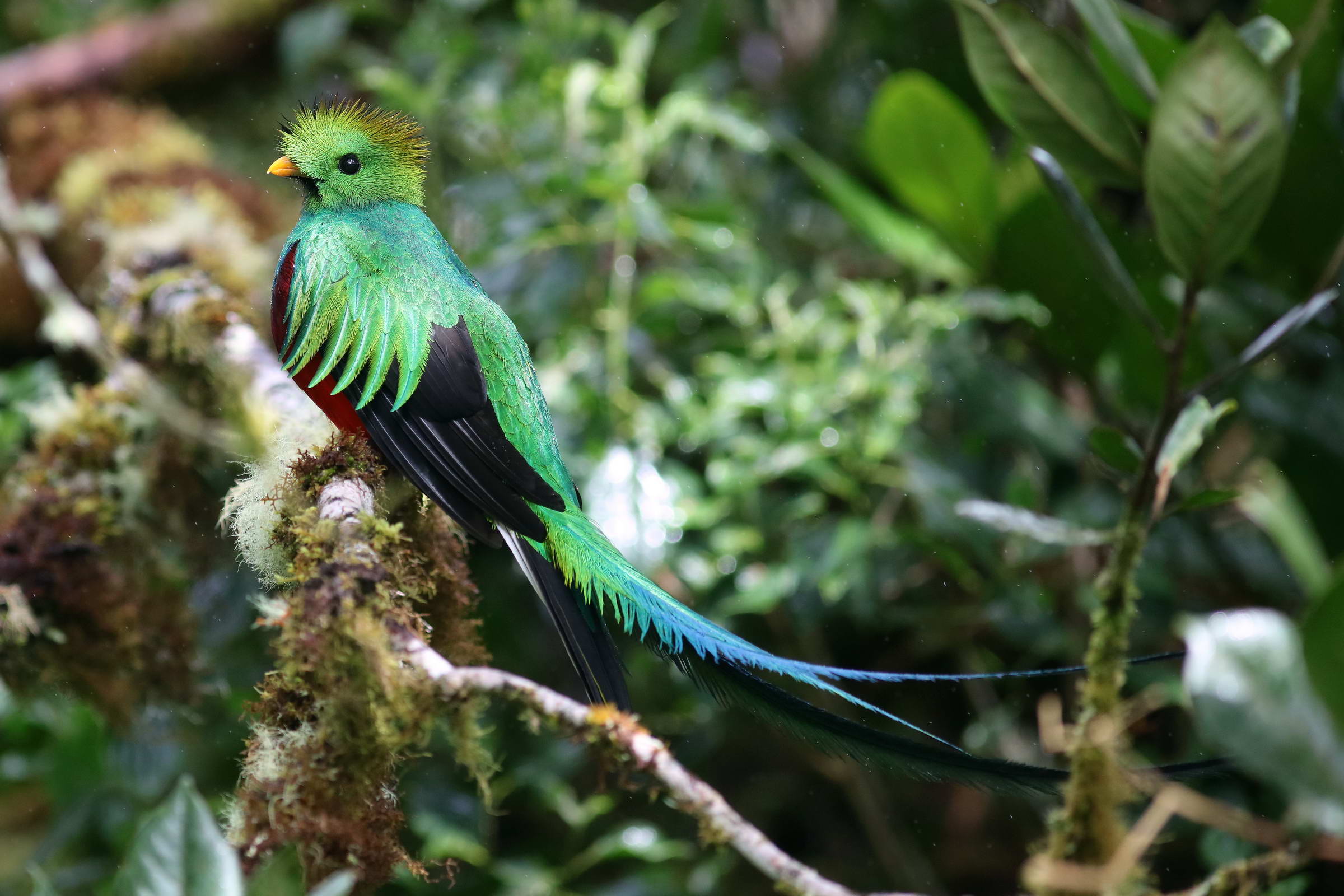 Quetzal Männchen