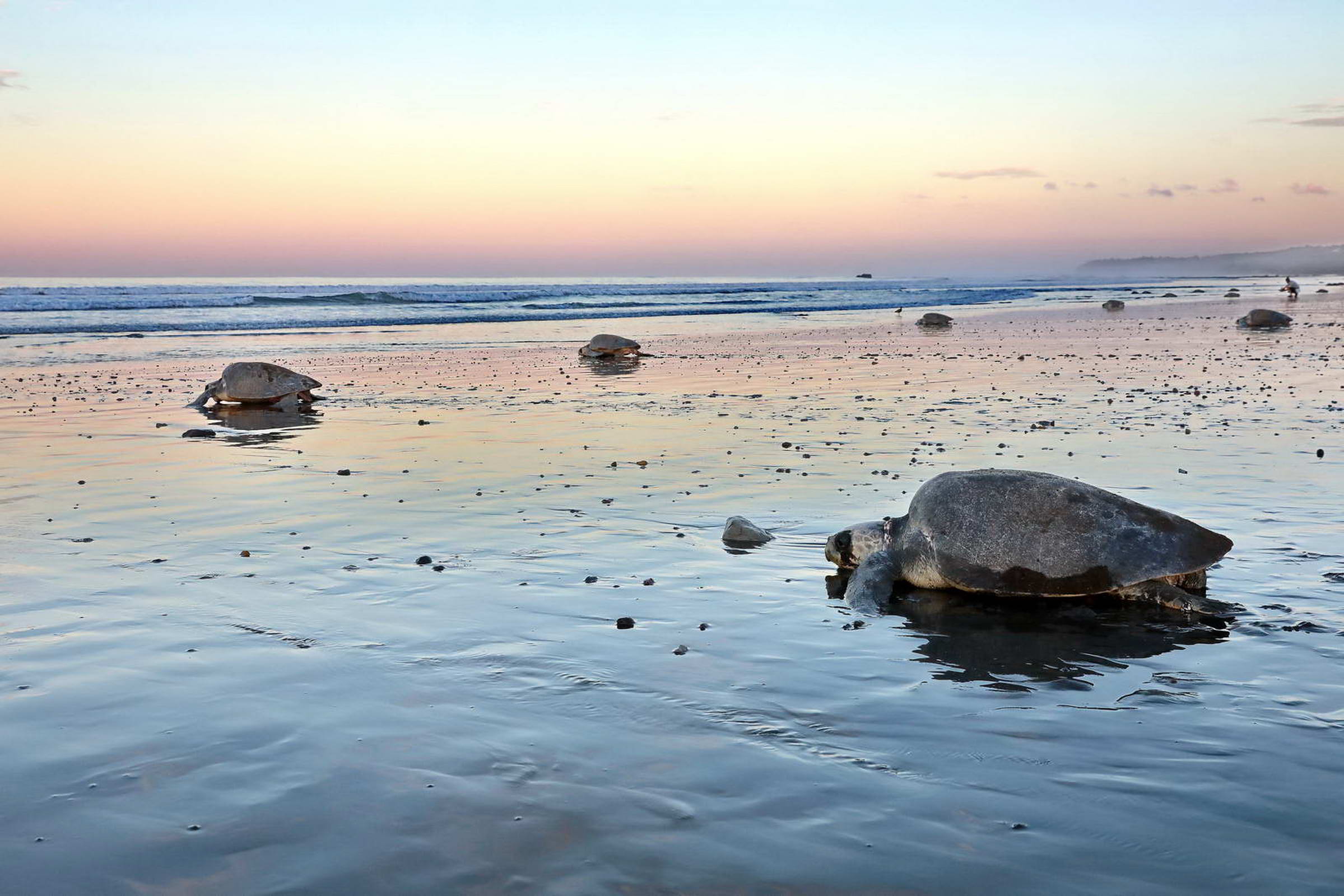 Sonnenaufgang Schildkröten Strand