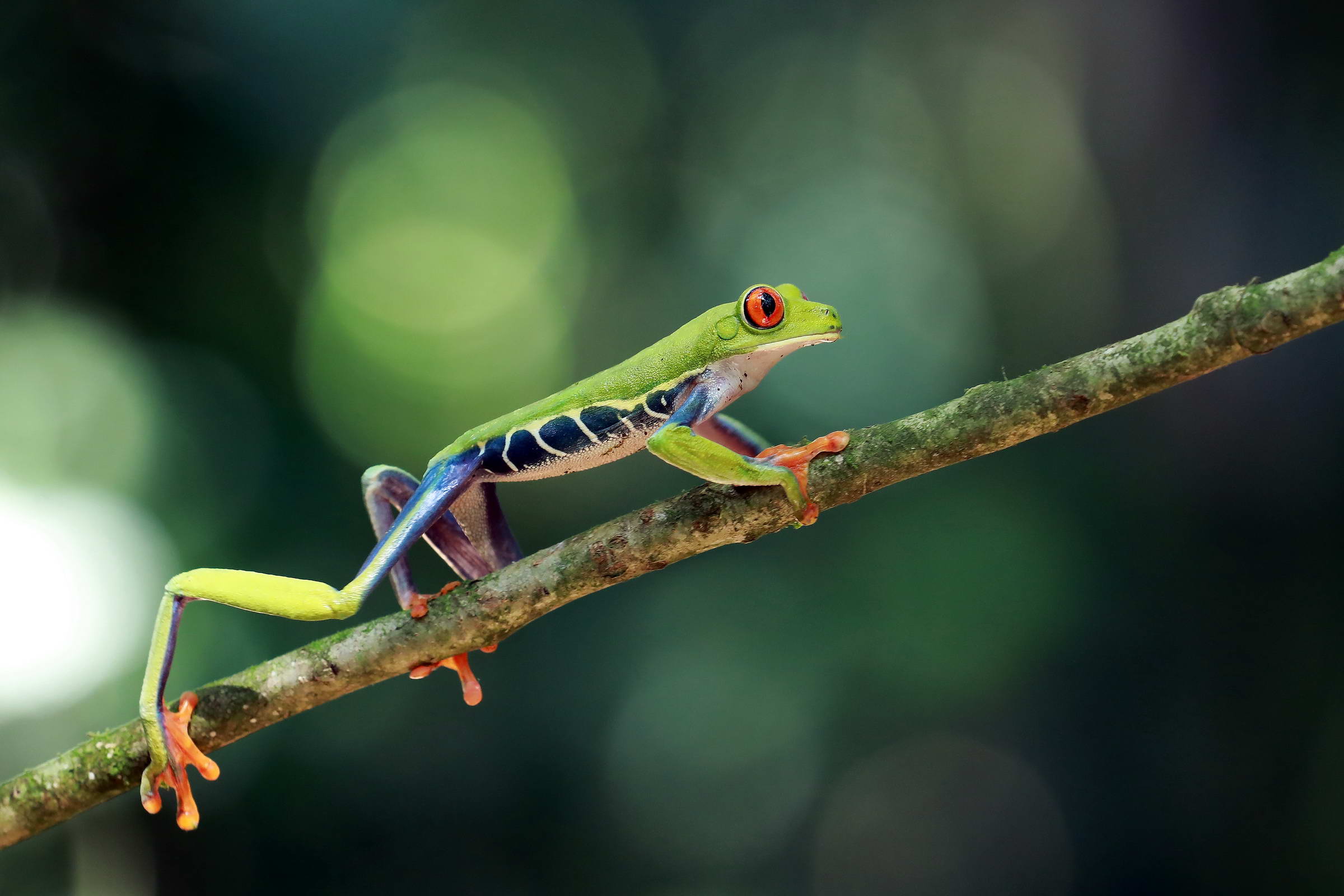 Rotaugenlaubfrosch