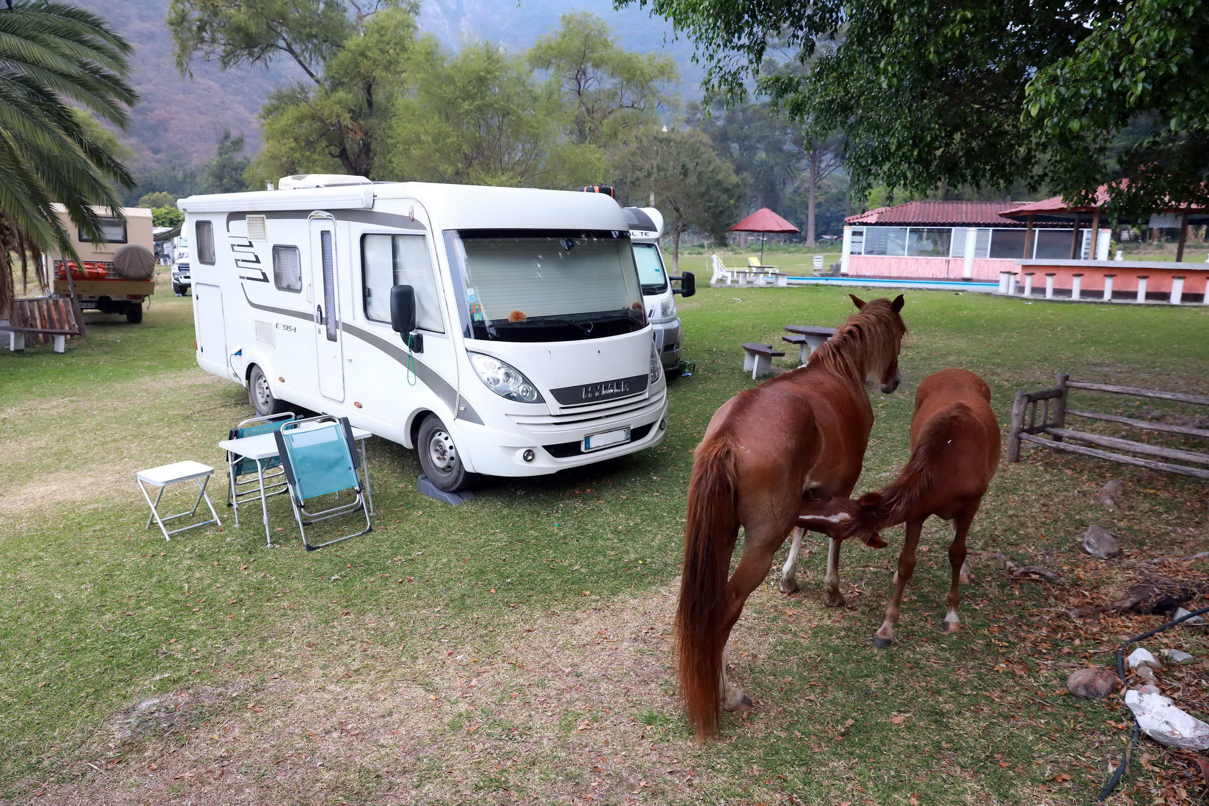Pferde und Camper